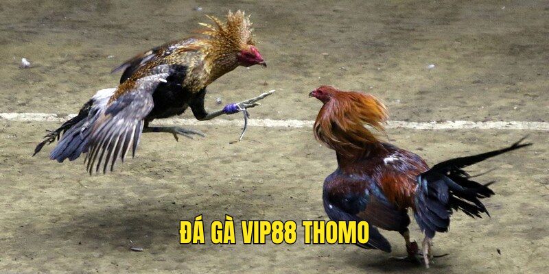Da-ga-Vip88-Thomo